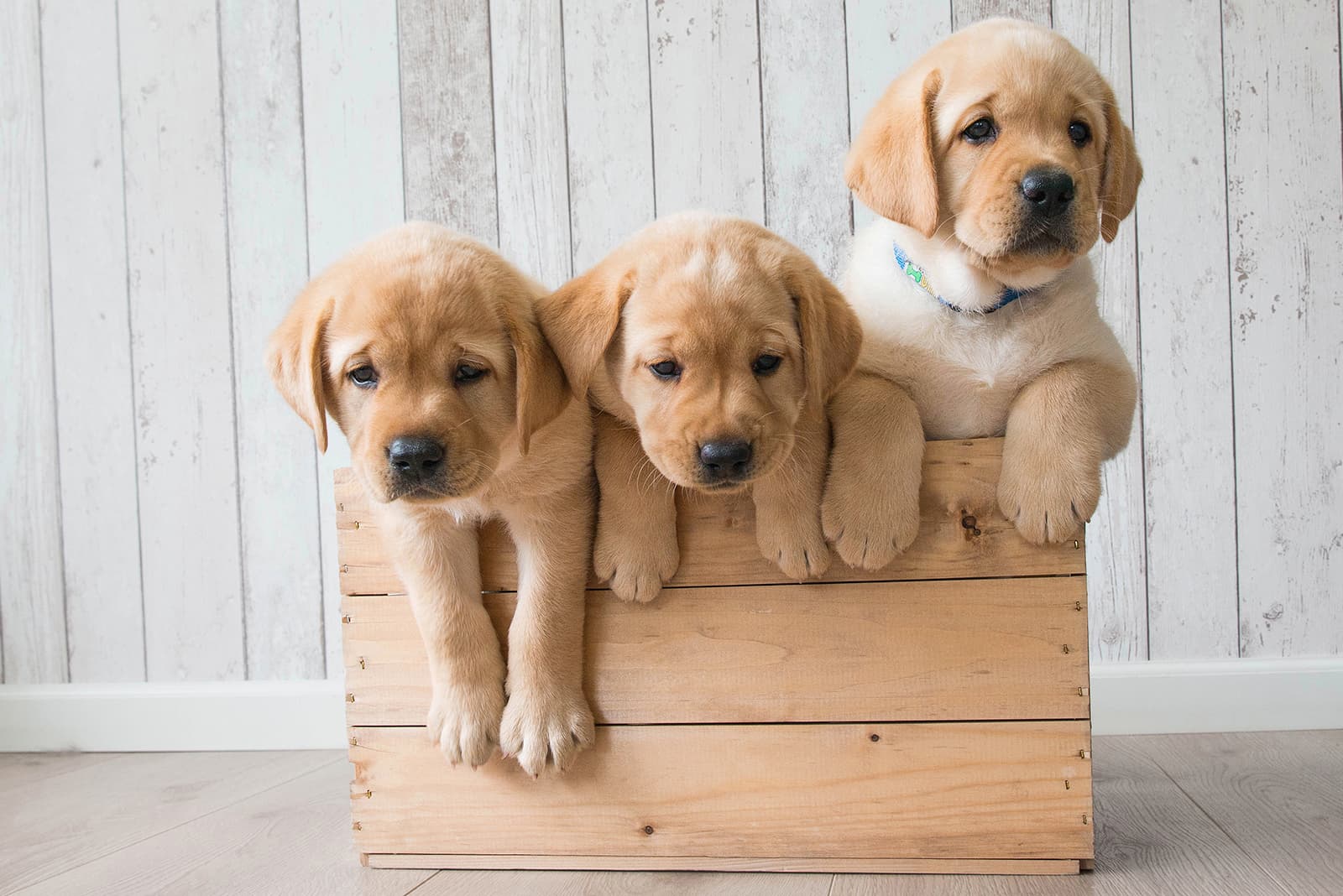 Filming in September: Anna McRoberts to Produce Upcoming Series 'Puppy Prep Academy' in Vancouver, Canada